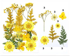21 In 1 Pressed Flowers Fl048