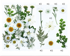 25 In 1 Pressed Flowers Fl066