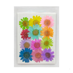 Multi coloured Daisy