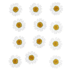 Pressed Daisy Flower - White