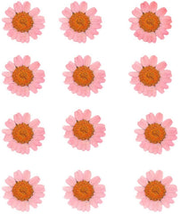 Pressed Daisy Flower - Pink