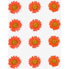 Pressed Daisy Flower - Orange