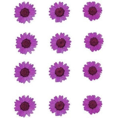 Pressed Daisy Flower PURPLE DAISY