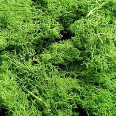 DRY GRASS MOSS PACK
