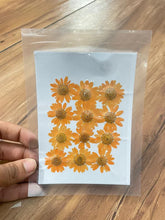 Pressed Daisy Flower - Orange