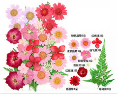 30 In 1 Pressed Flowers Fl097