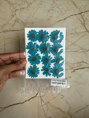 Pressed Daisy Flower - Teal Blue