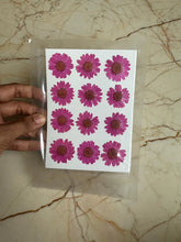 Pressed Daisy Flower PURPLE DAISY