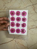 Pressed Daisy FloweR MAGENTA