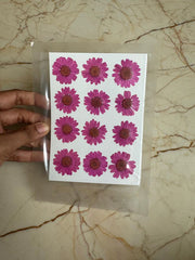 Pressed Daisy Flower PURPLE DAISY