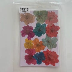 Cherry Blossom pressed Flower-Multicolor