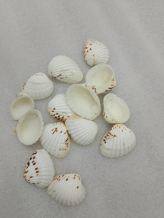 OCEAN ITEM K PACK OF 40 TO 50GM