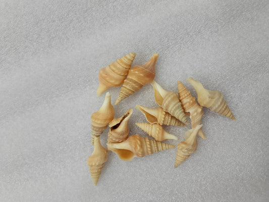 OCEAN ITEM P PACK OF 40 TO 50GM