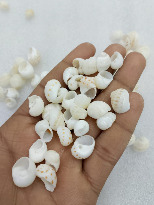 OCEAN ITEM E PACK OF 40 TO 50GM