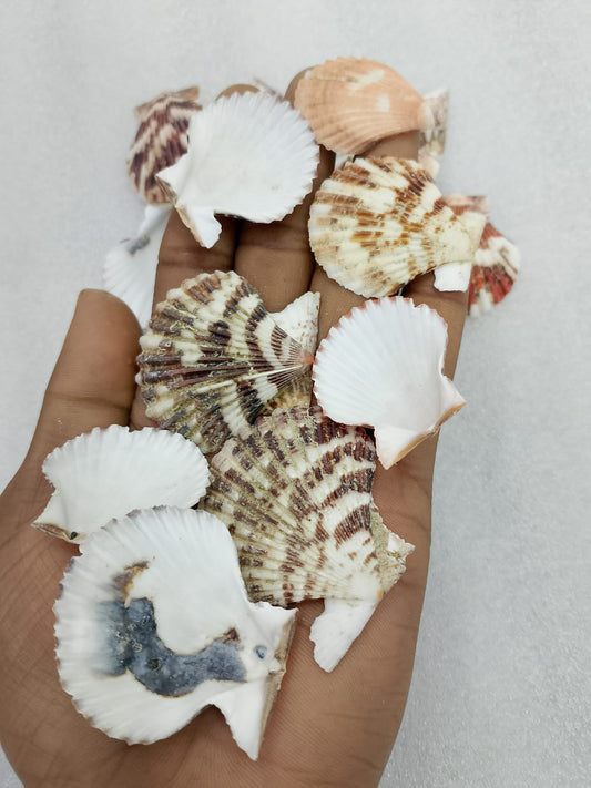 OCEAN ITEM M PACK OF 40 TO 50GM
