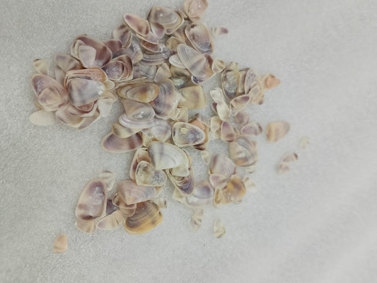 OCEAN ITEM N PACK OF 40 TO 50GM