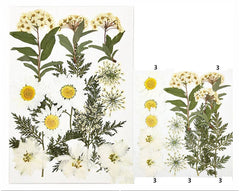 15 In 1 Pressed Flowers Fl035