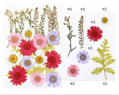 23 In 1 Pressed Flowers Fl059
