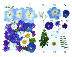 25 In 1 Pressed Flowers Fl073