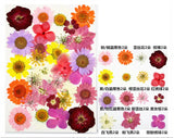 FL098 33 IN 1 PRESSED FLOWER