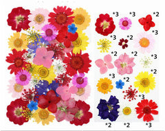 40 In 1 Pressed Flowers Fl149