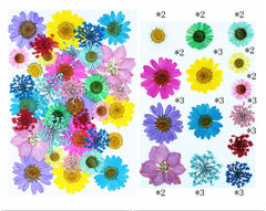 35 In 1 Pressed Flowers Fl166