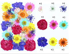 30 In 1 Pressed Flowers Fl176