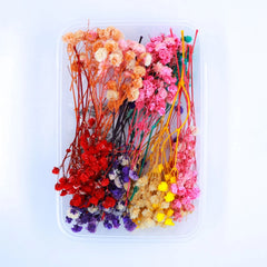 Baby Breath Dry Flower MIX COLOUR