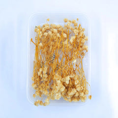 Baby Breath Dry Flower WHITE