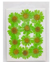 Pressed Daisy Flower - Green