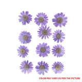 FL2003 DAISY VIOLET PRESSED FLOWER
