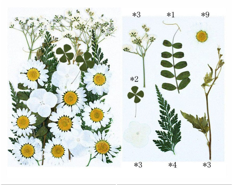 25 In 1 Pressed Flowers Fl078