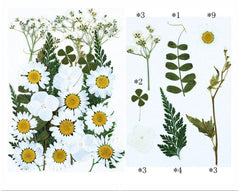 25 In 1 Pressed Flowers Fl078