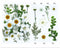 25 In 1 Pressed Flowers Fl066