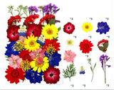 FL120  33 IN 1 PRESSED FLOWER