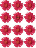 Pressed Daisy Flower - Red