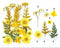 FL048 21 IN 1 PRESSED FLOWER