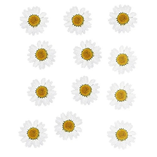 Pressed Daisy Flower - White