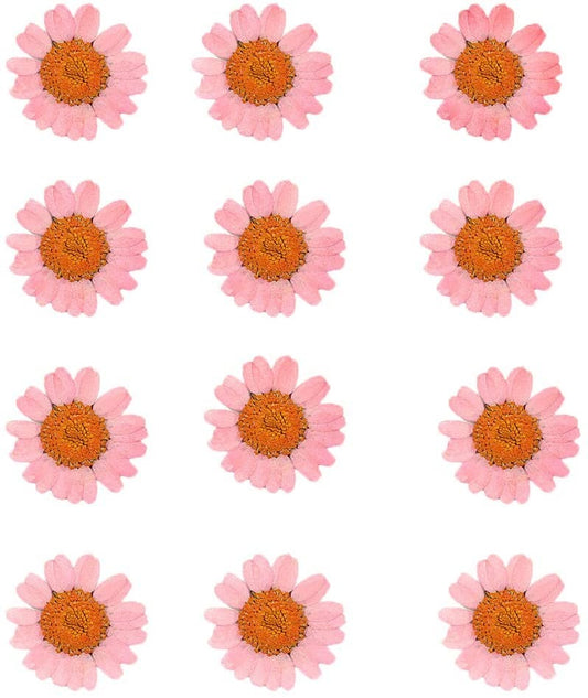 Pressed Daisy Flower - Pink