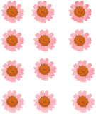 Pressed Daisy Flower - Pink