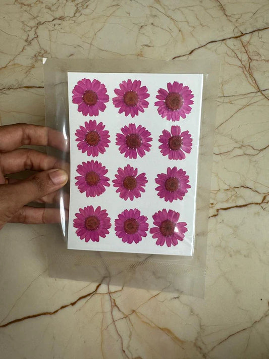 Pressed Daisy FloweR MAGENTA