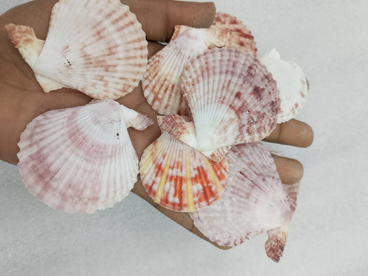 OCEAN  ITEM  A PACK OF  40 TO  50GM