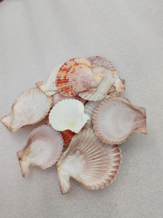 OCEAN  ITEM  A PACK OF  40 TO  50GM