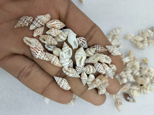 OCEAN  ITEM  B PACK OF  40 TO  50GM