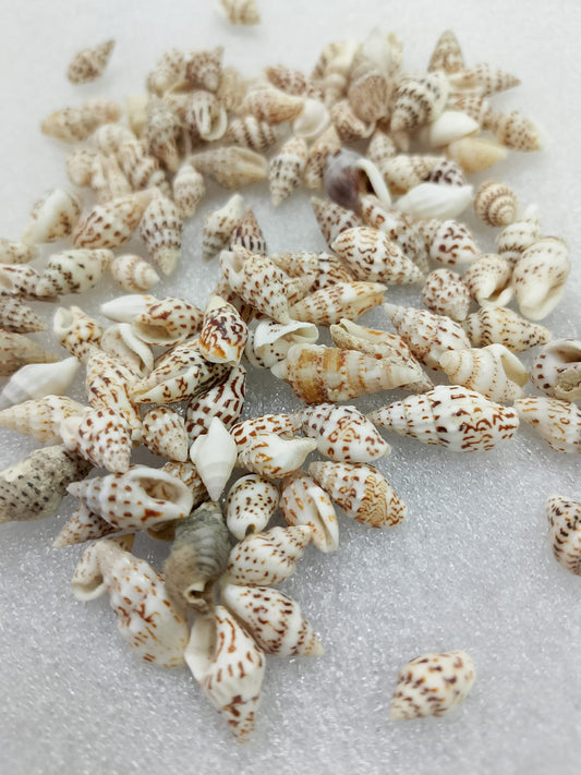 OCEAN  ITEM  B PACK OF  40 TO  50GM