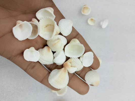 OCEAN  ITEM  D PACK OF  40 TO  50GM