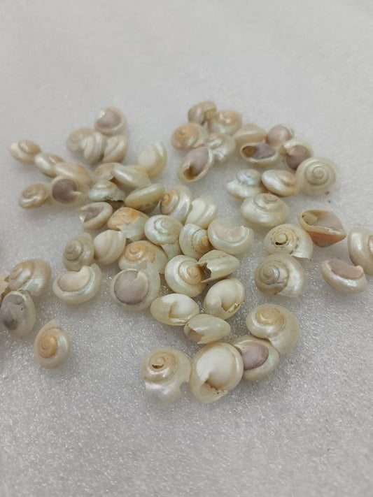 OCEAN  ITEM  G PACK OF  40 TO  50GM