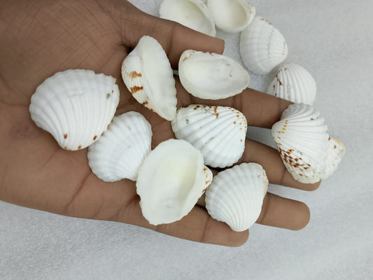 OCEAN  ITEM  K PACK OF  40 TO  50GM