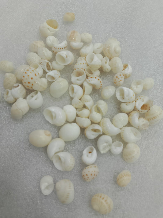 OCEAN  ITEM  E  PACK OF  40 TO  50GM