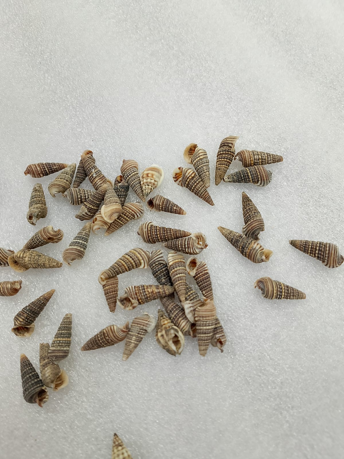 OCEAN  ITEM  I PACK OF  40 TO  50GM